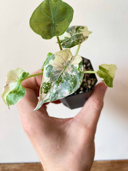 Alocasia Wentii albo/pink variegated | 5 cm pot [C]