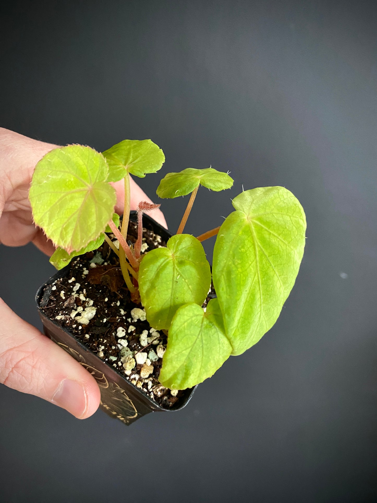 Begonia Pavonina | 6 cm pot [B]