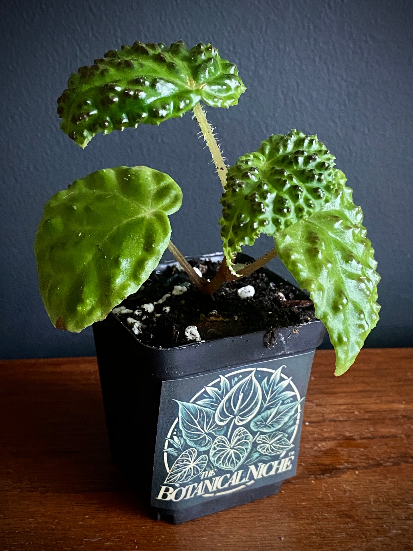 Begonia Dracopelta | 6 cm pot