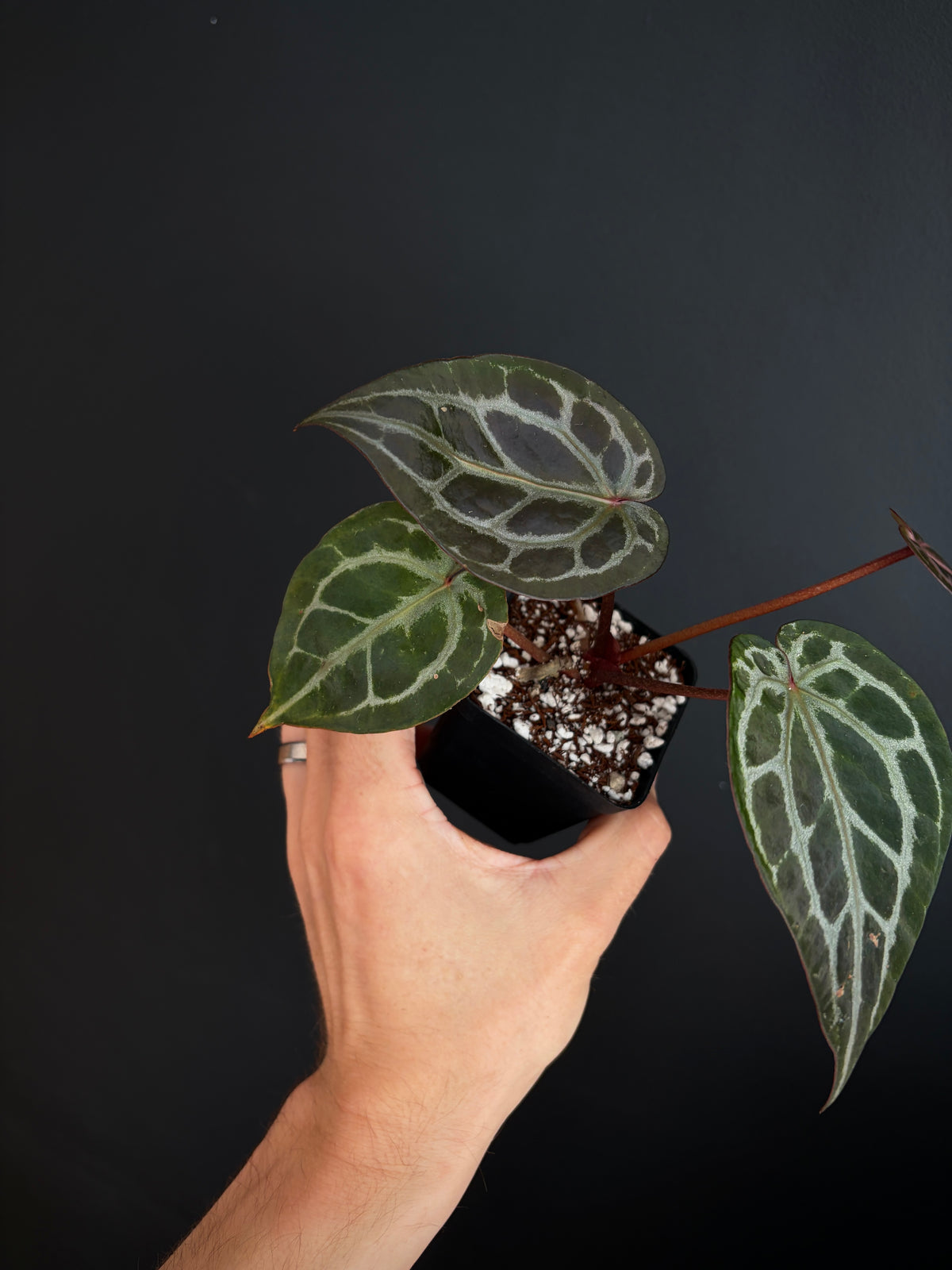 Anthurium DB Michelle | 7 cm pot
