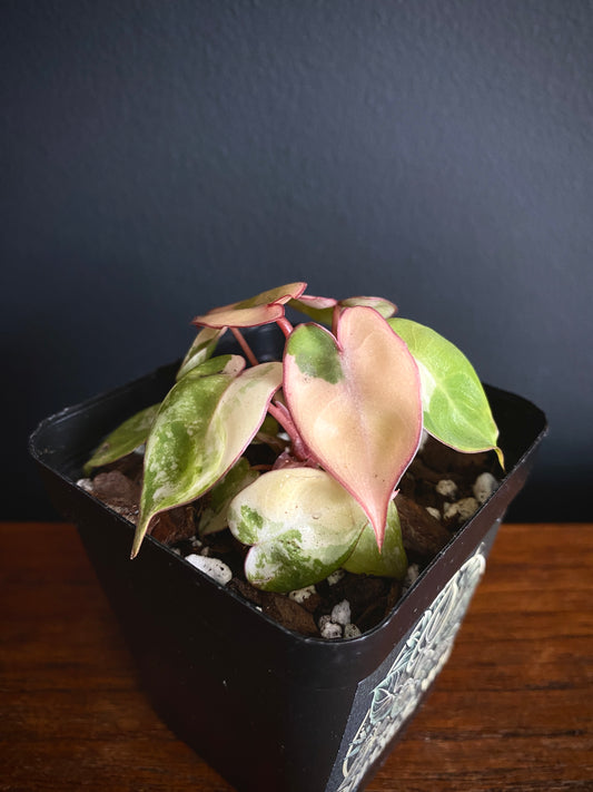 Philodendron Billietiae variegated | 7 cm pot [C]