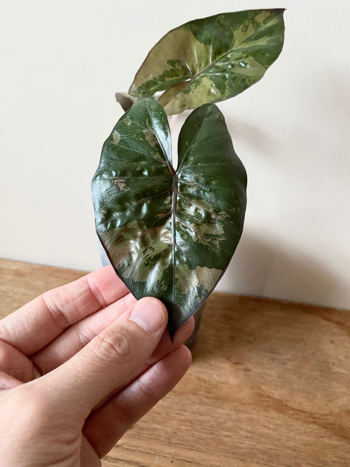 Alocasia Yucatan Princess variegated | 9 cm pot