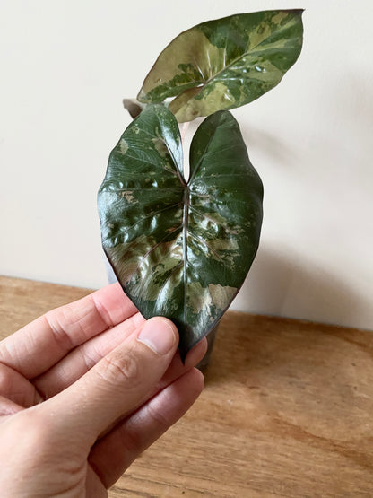 Alocasia Yucatan Princess variegated | 9 cm pot