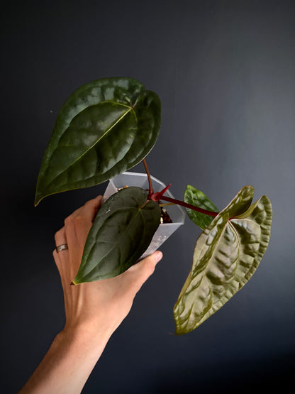 Anthurium DB Red Crystallinum X Luxurians | 9 cm pot