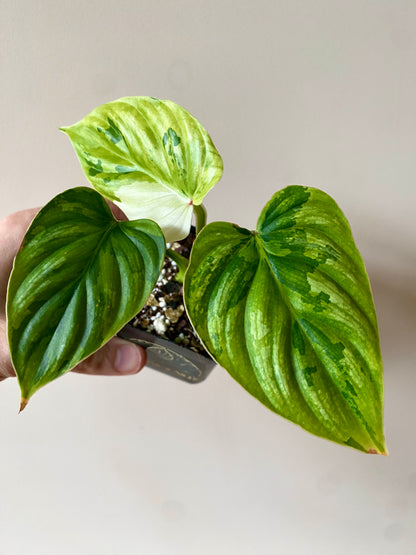 Philodendron Plowmanii variegata | 7 cm pot