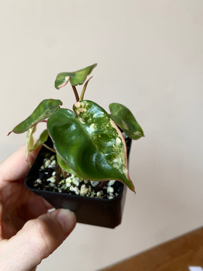 Philodendron Billietiae variegated | 7 cm pot