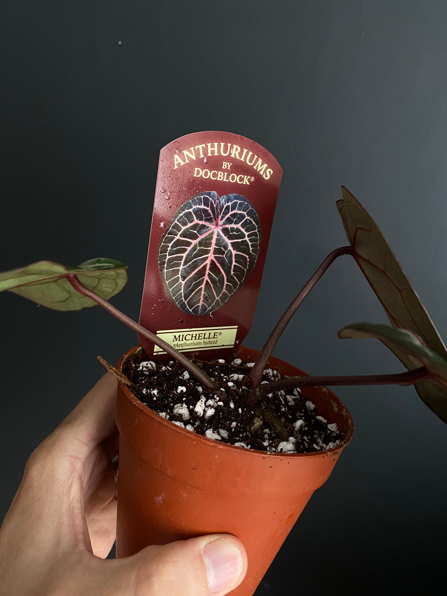 Anthurium DocBlock Michelle | 9 cm pot [A]