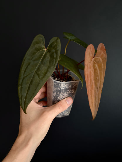 Anthurium RVDP (self) mint variegated | 7 cm pot [B]