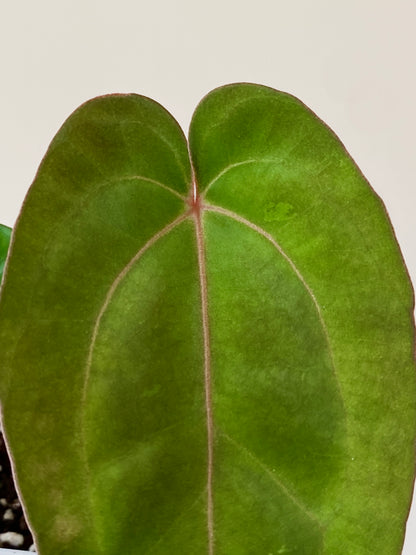 Anthurium (Carlablackiae X Dressleri RG) X (Besseae x Papillilaminum) | 7 cm pot [B]