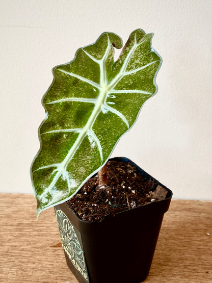 Alocasia Polly Pink Mint variegated | 7 cm pot (B)