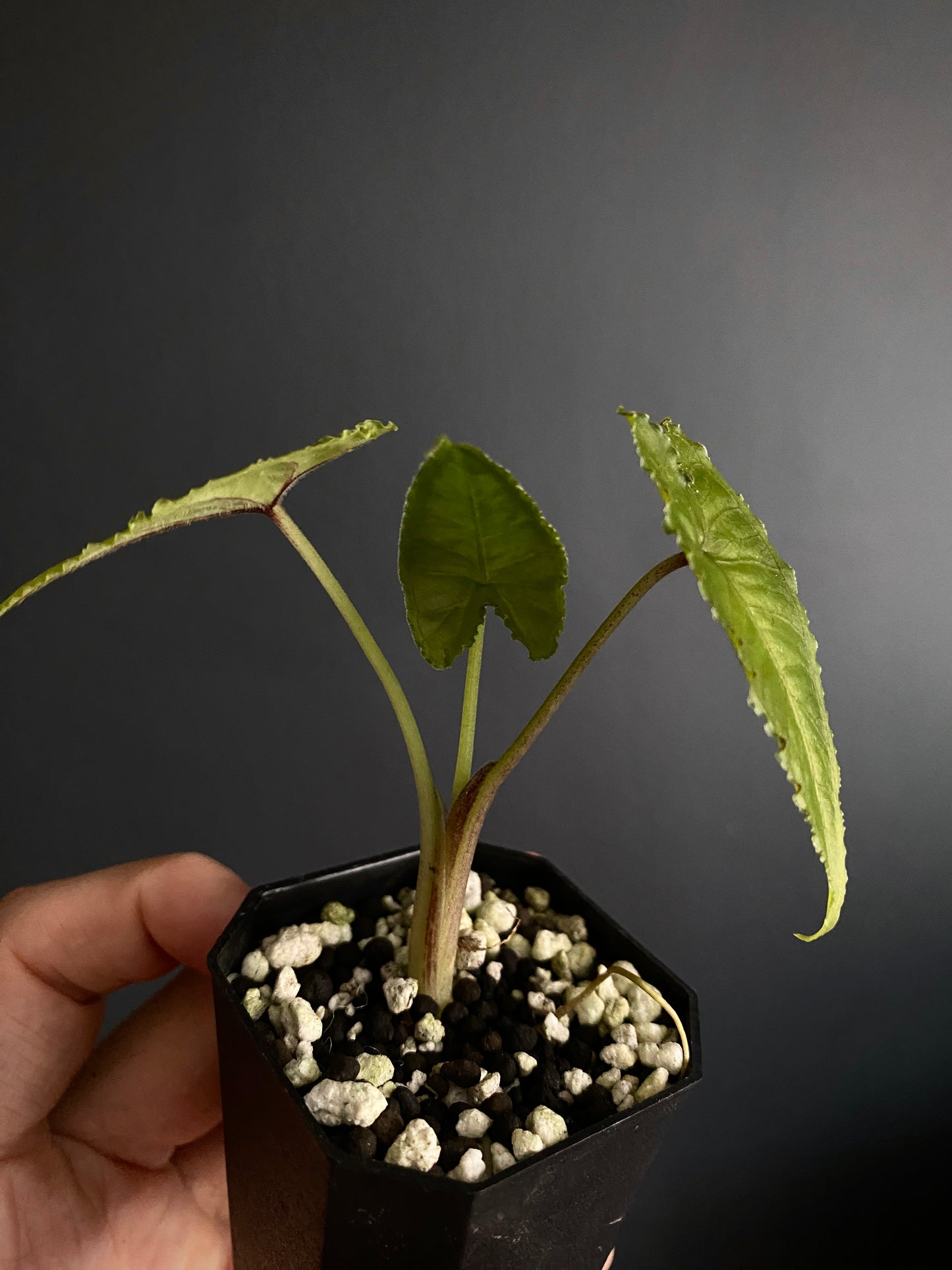 Alocasia Olanii | 5 cm pot [D]
