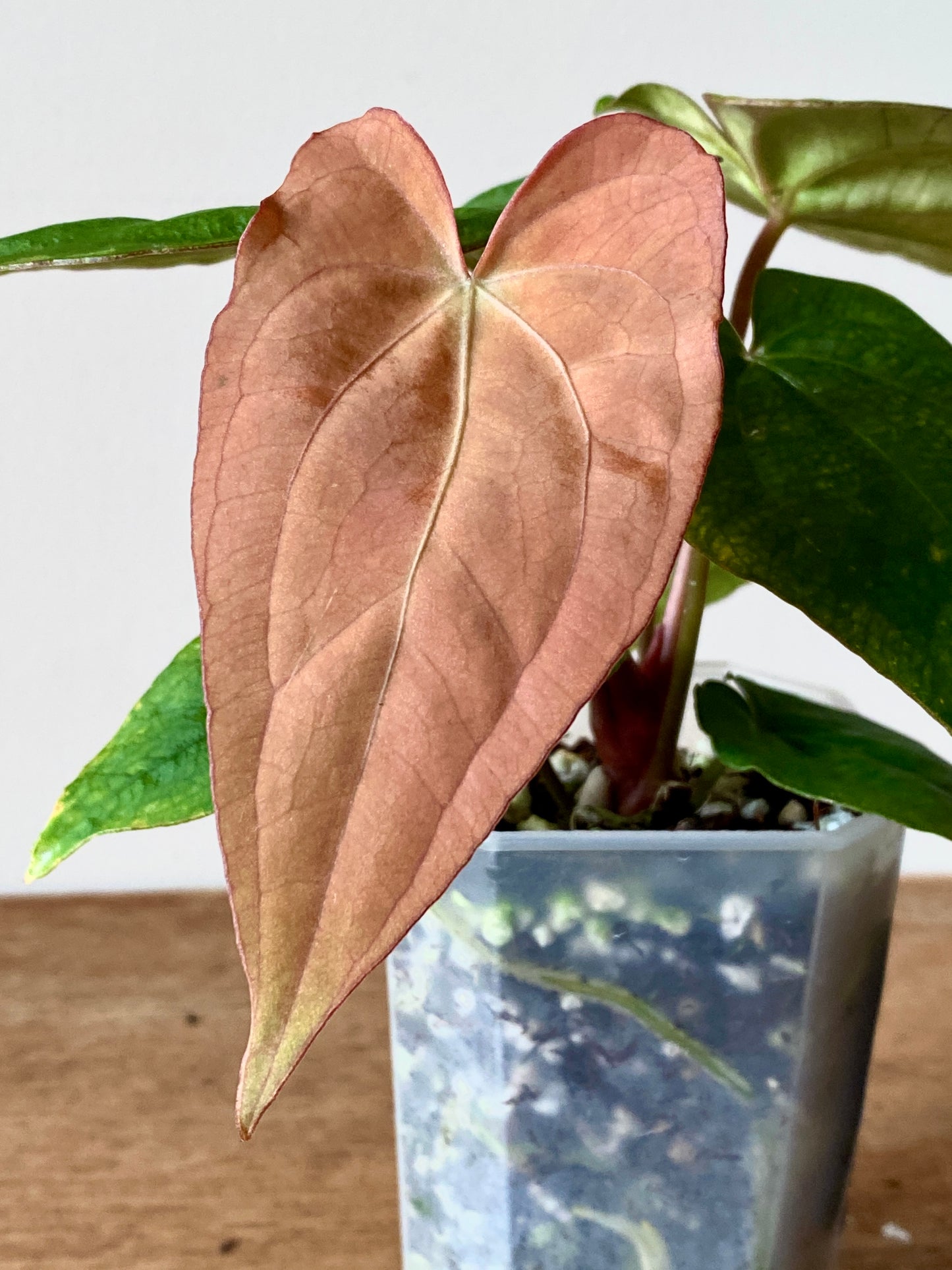 Anthurium RVDP (self) mint variegated | 7 cm pot