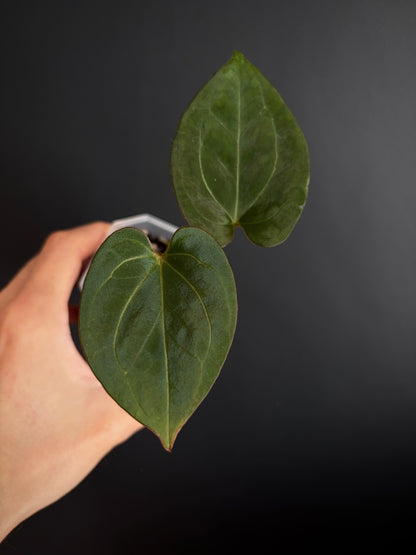 Anthurium King of Spades (KOS/HU) | 7 cm pot