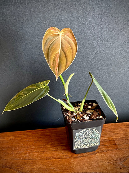 Philodendron Melanochrysum variegata | 7 cm pot (D)