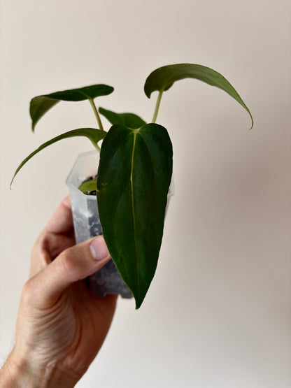 Anthurium Papillilaminum Fort Sherman (x self) | 7 cm pot [A]