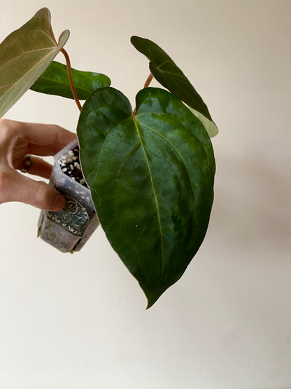 Anthurium (DoraBVEP x RLFS) X BVEP (Round x RA1) | 7 cm pot