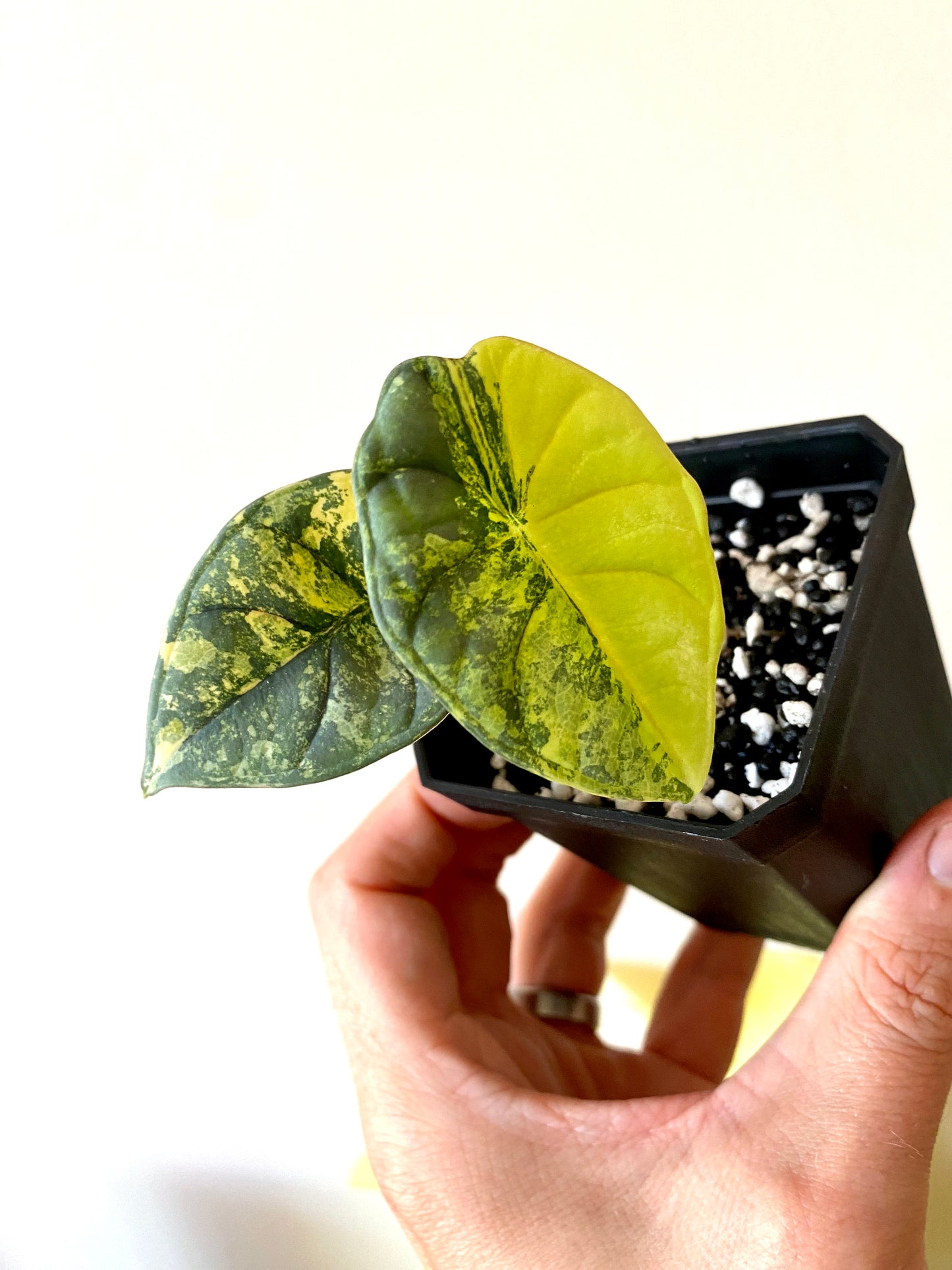 Alocasia Nebula aurea | 7 cm pot