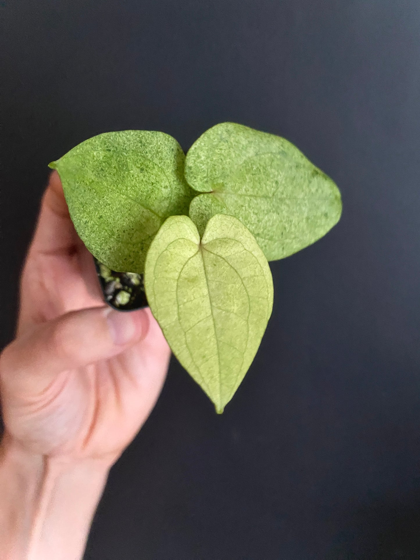 Anthurium Dark Phoenix mint variegated | 6 cm pot [A]