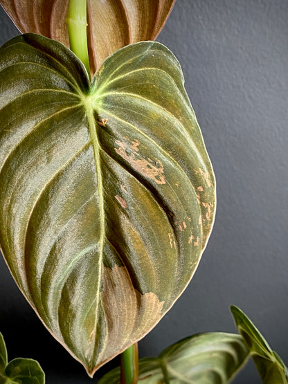Philodendron Melanochrysum variegata | 7 cm pot (A)