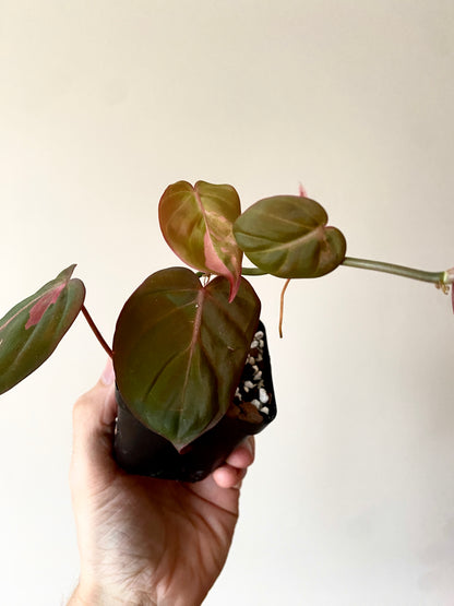 Philodendron Micans pink variegata (low var) | 7 cm pot