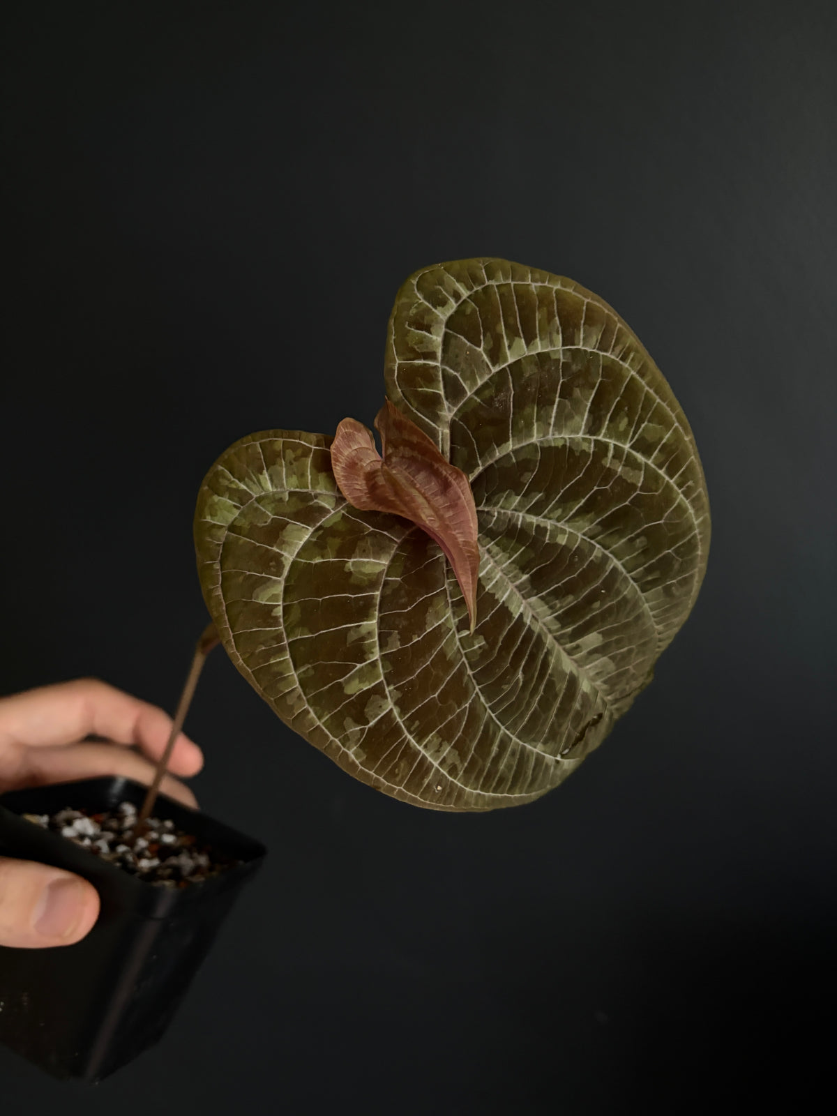 Dioscorea Discolor | 6 cm pot [C]