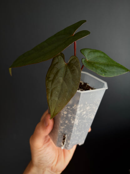Anthurium Red Vein Dark Phoenix | 7 cm pot [A]