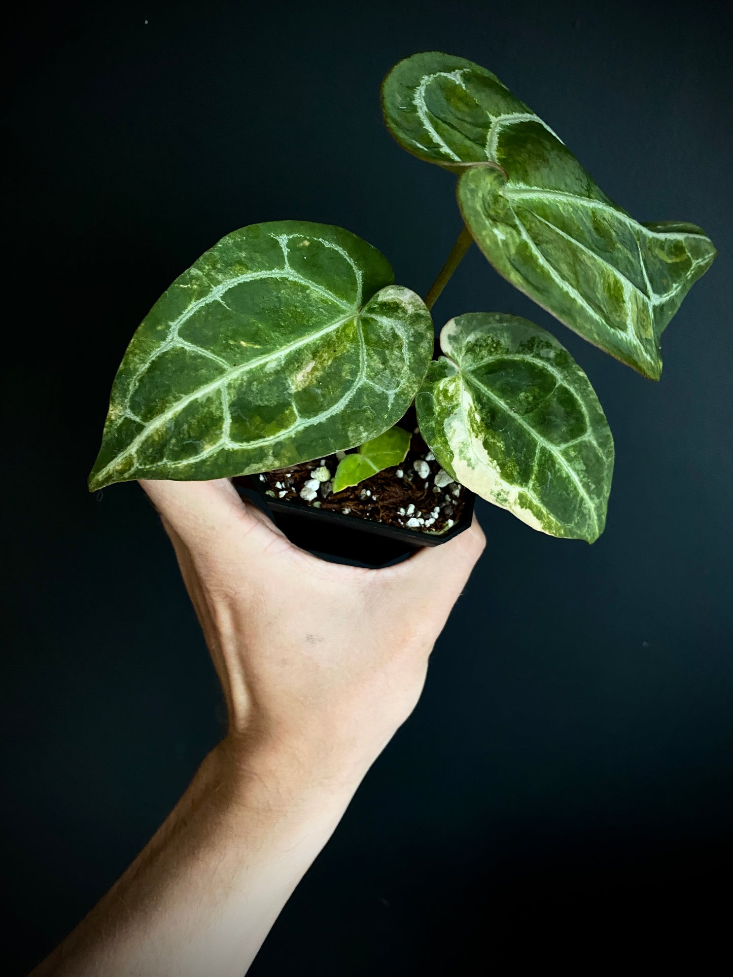 Anthurium Pap.Crystal var X Tezula Red Crystallinum | 7 cm pot [A]