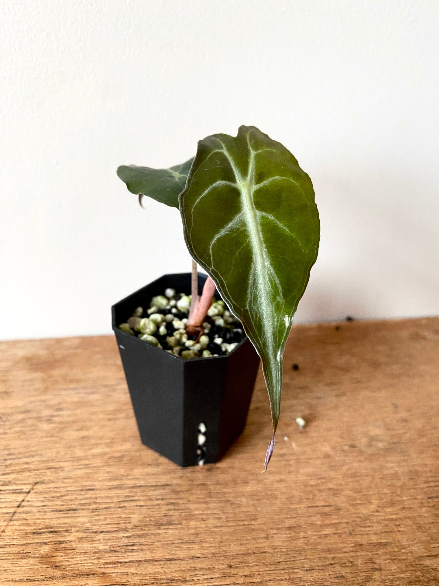Alocasia Venom | 5 cm pot