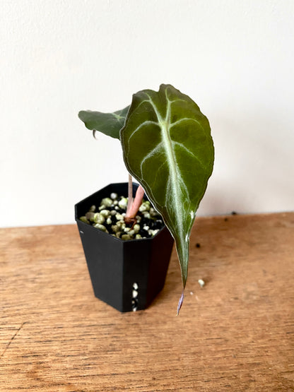 Alocasia Venom | 5 cm pot