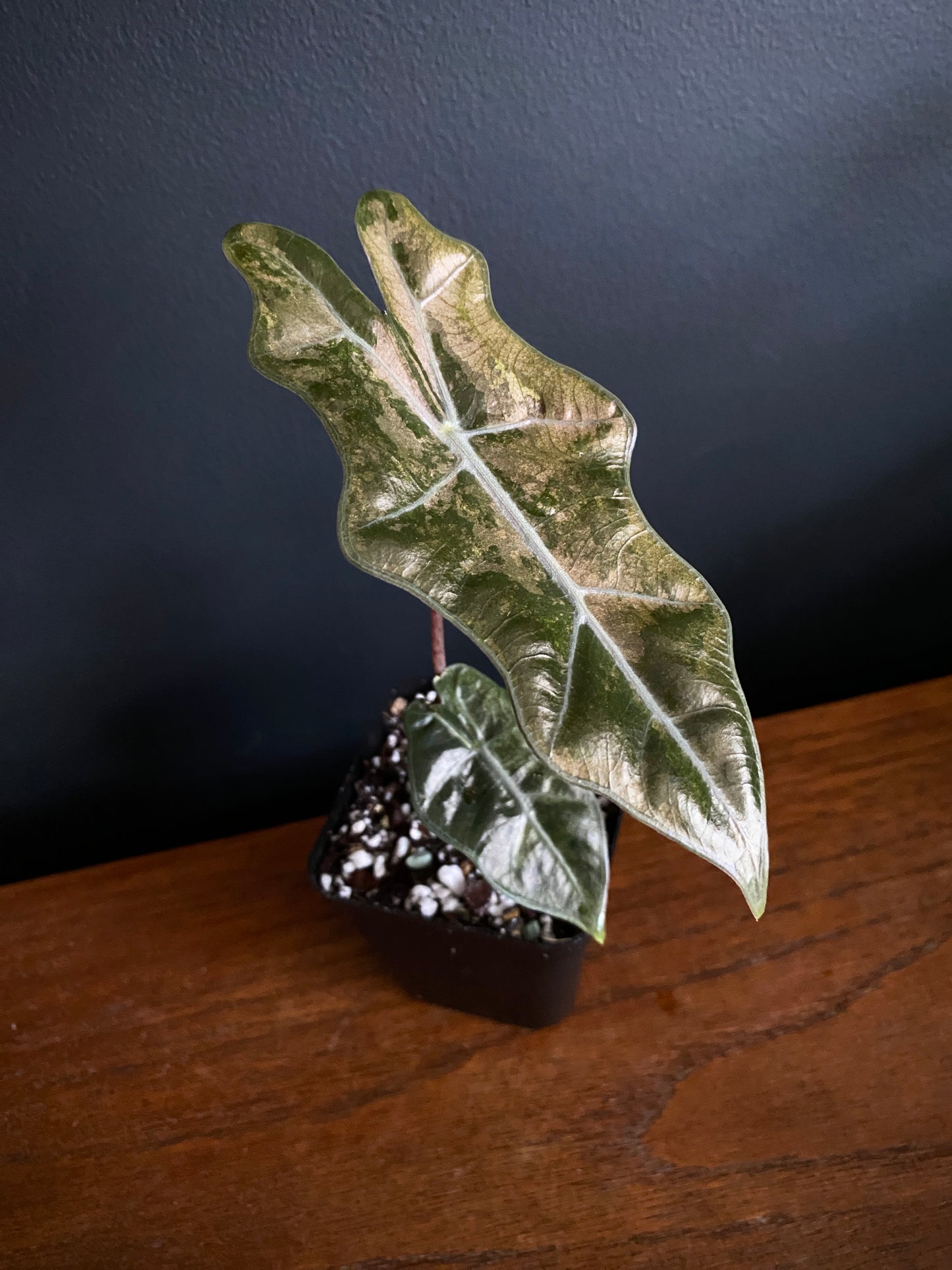 Alocasia Pseudosanderiana Pink variegated | 7 cm pot