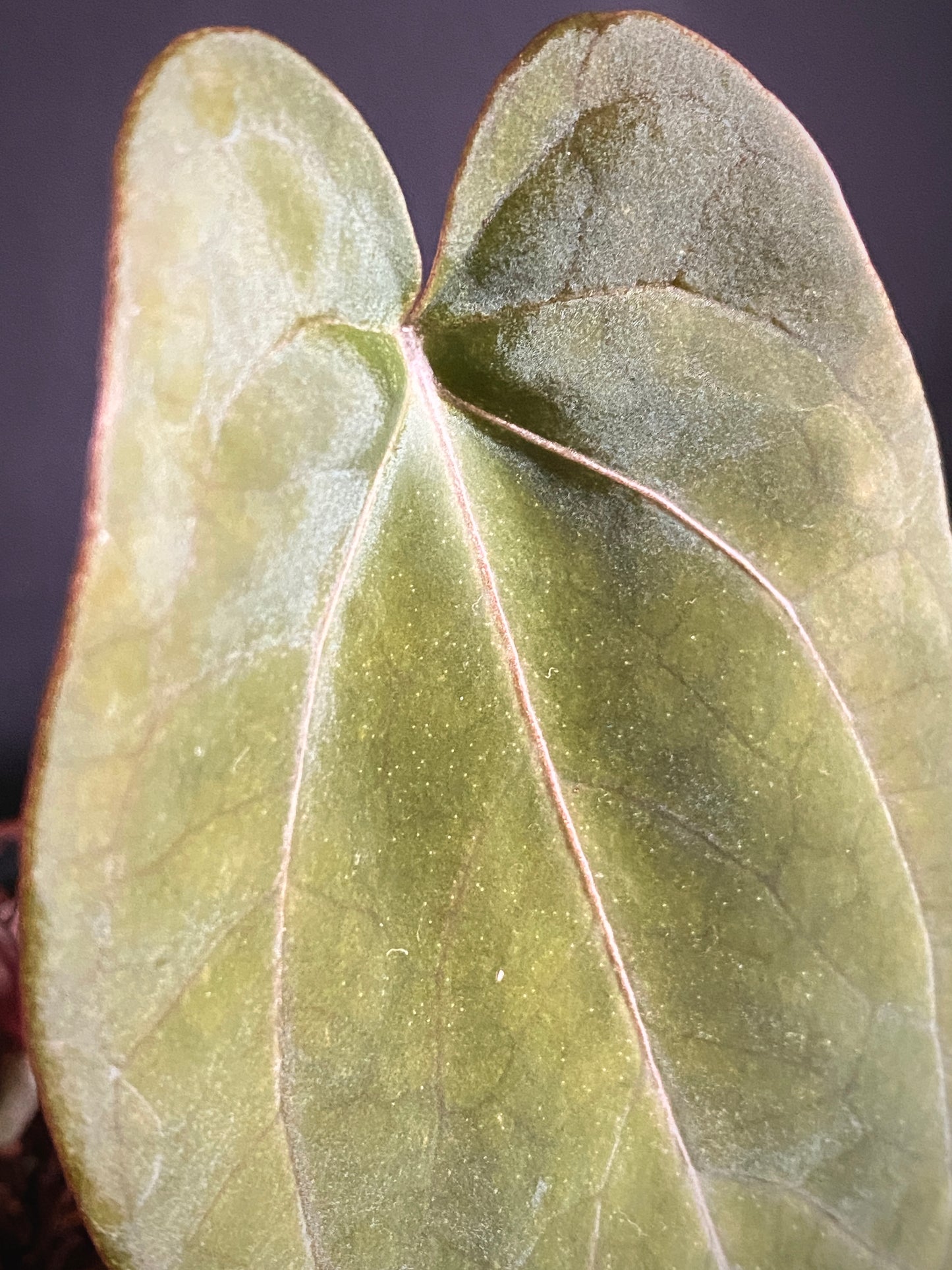 Anthurium (FTG x Fort Sherman) X (NoID Code Red x Papillaminum A+) | 6 cm pot