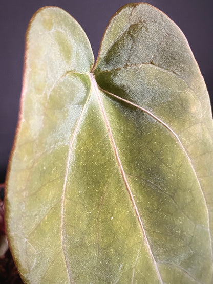 Anthurium (FTG x Fort Sherman) X (NoID Code Red x Papillaminum A+) | 6 cm pot