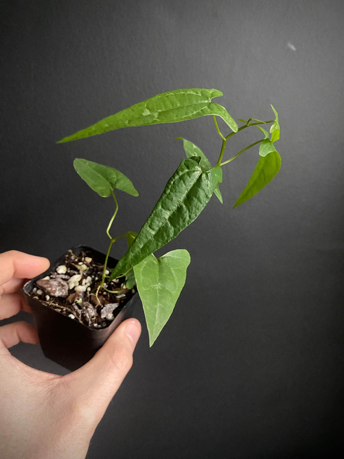 Dioscoria sp. Peru | 6 cm pot