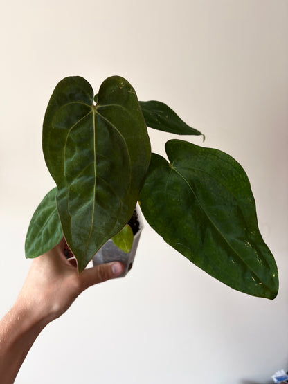 Anthurium Subsignatum (velvety) X Carlablackiae | 7 cm pot