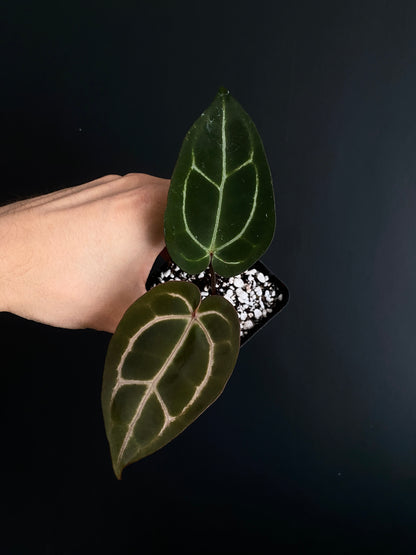 Anthurium Zara F4 X Carlablackiae | 7 cm pot