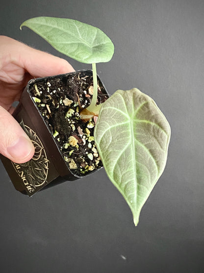 Alocasia Maharani | 7 cm pot