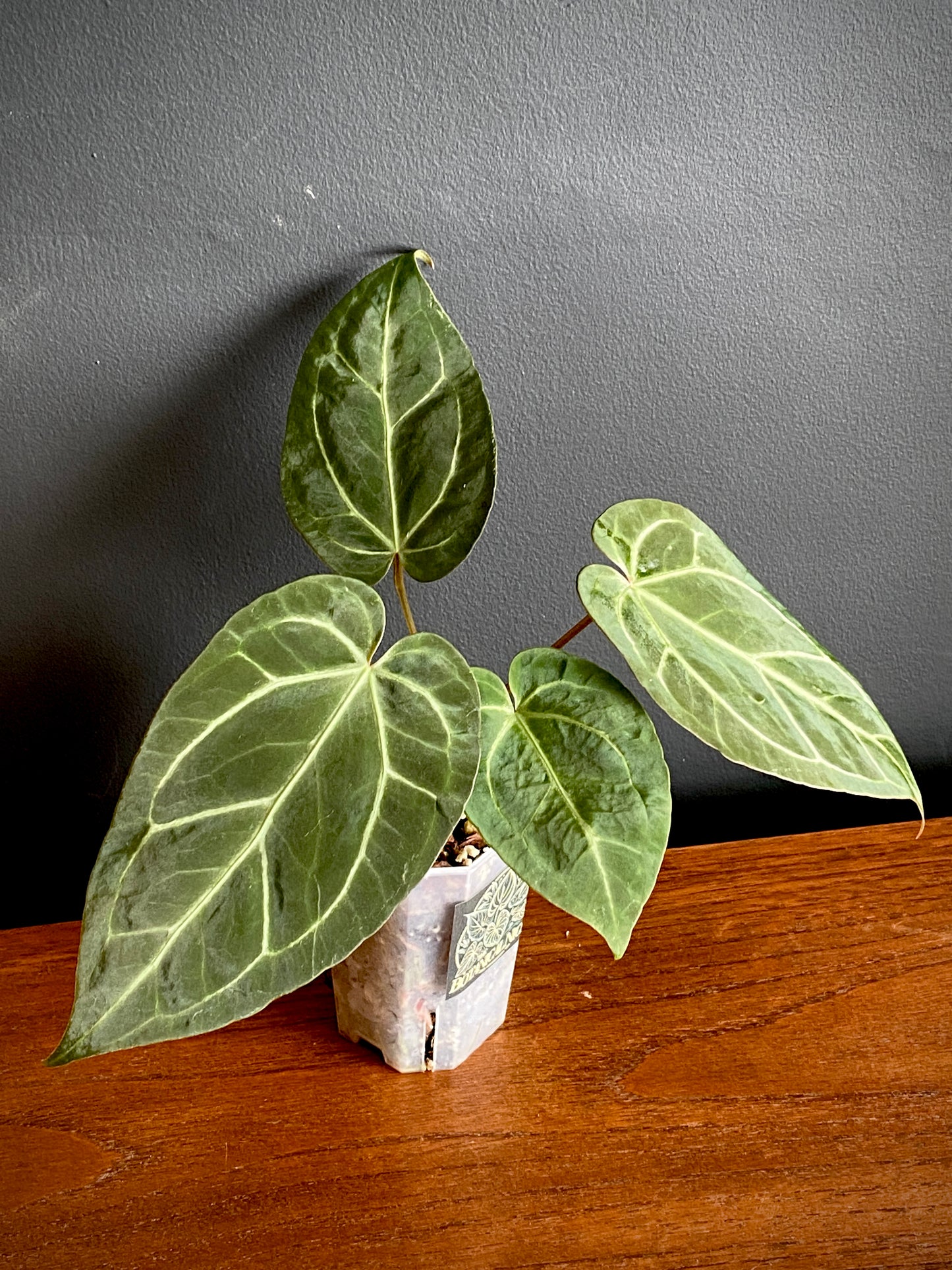 Anthurium NoID | 9 cm pot