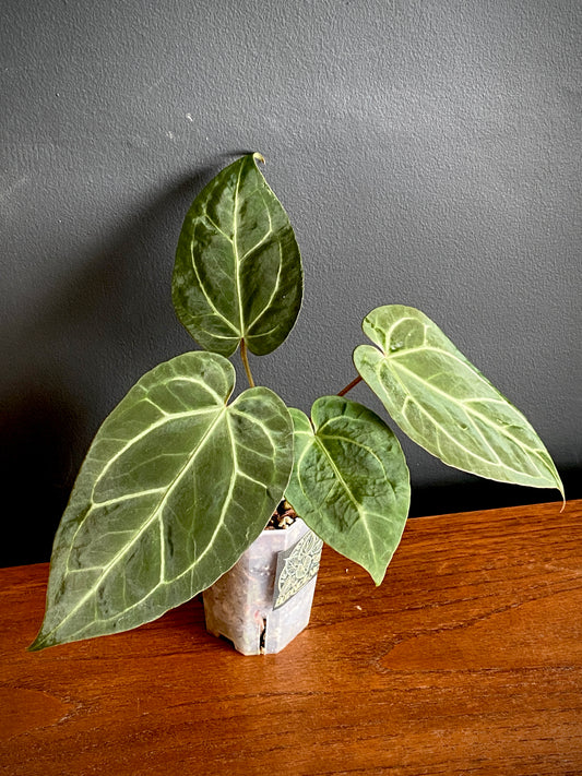 Anthurium NoID | 9 cm pot