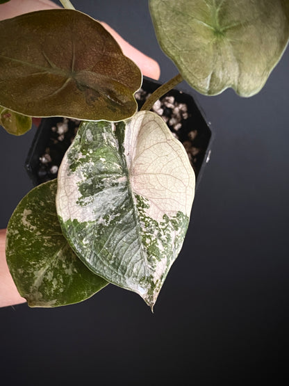 Alocasia Wentii albo/pink variegated | 5 cm pot [B]