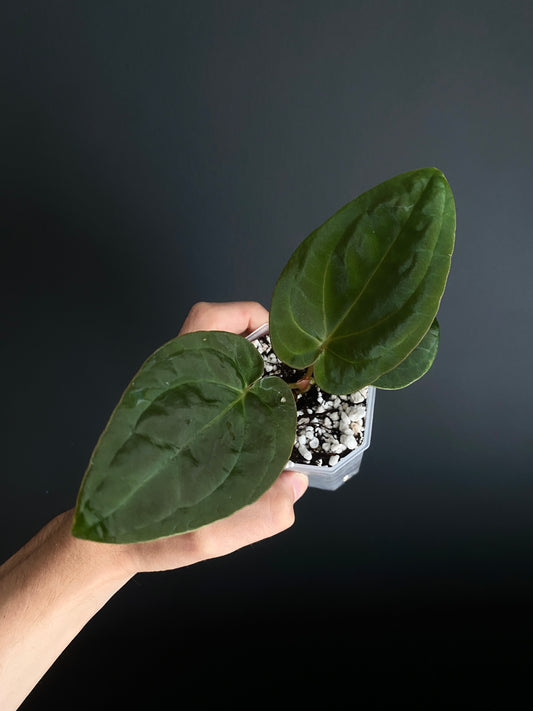 Anthurium Papillilaminum Legend x self | 7 cm pot [B]