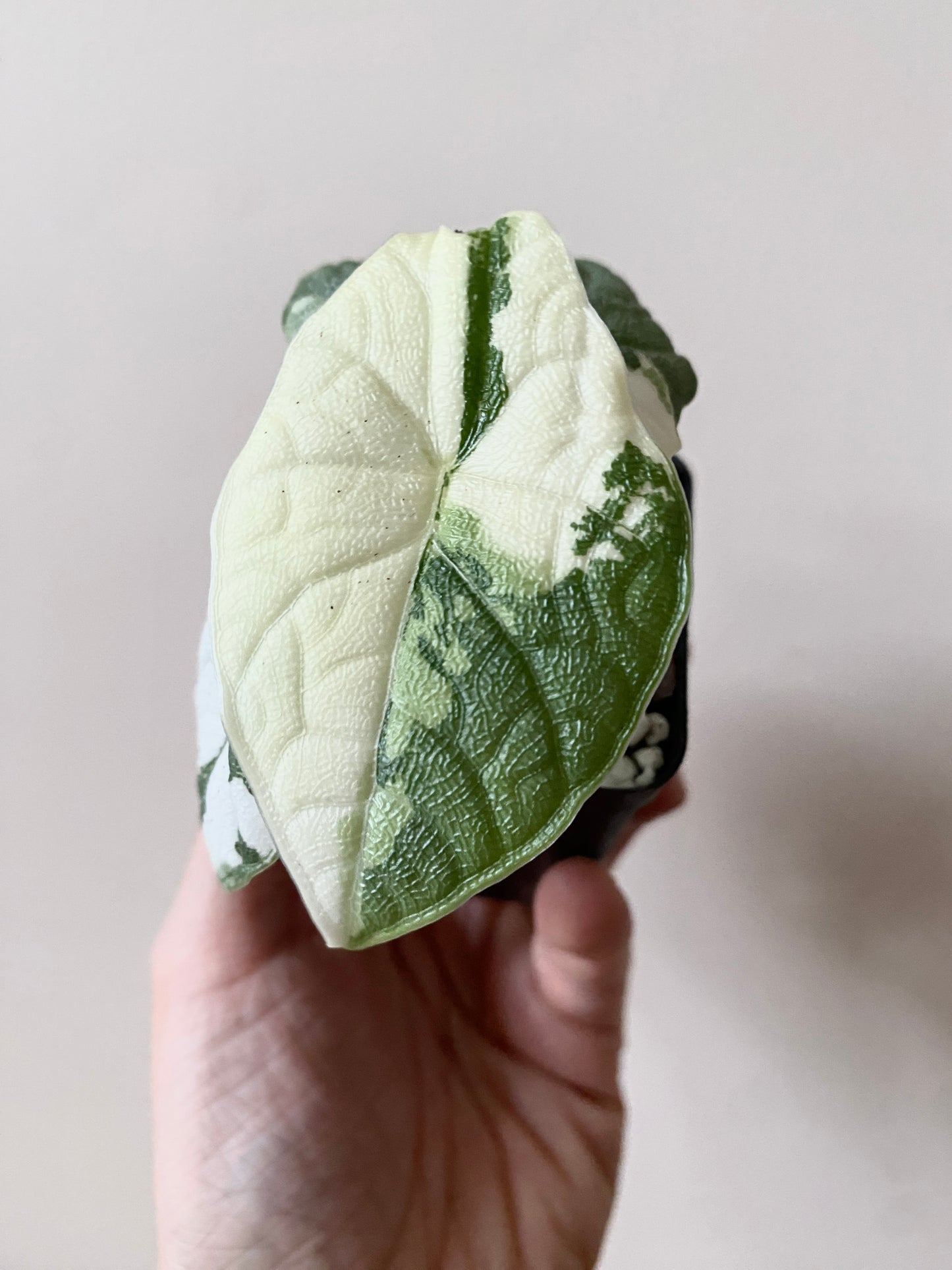 Alocasia Melo Albo variegata | 6 cm pot