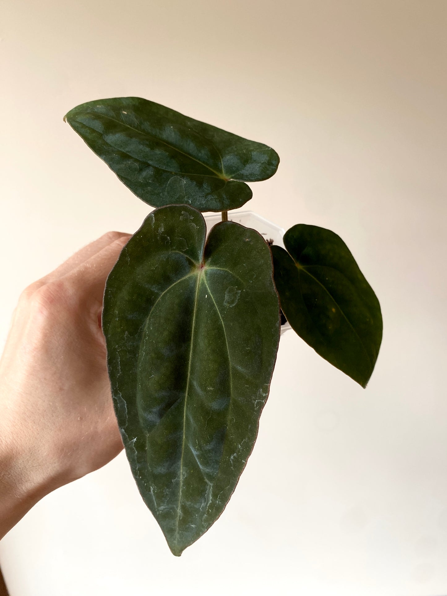 Anthurium (DressCarla x BVEP) X (Carlablackiae x Papillilaminum) | 7 cm pot [A]