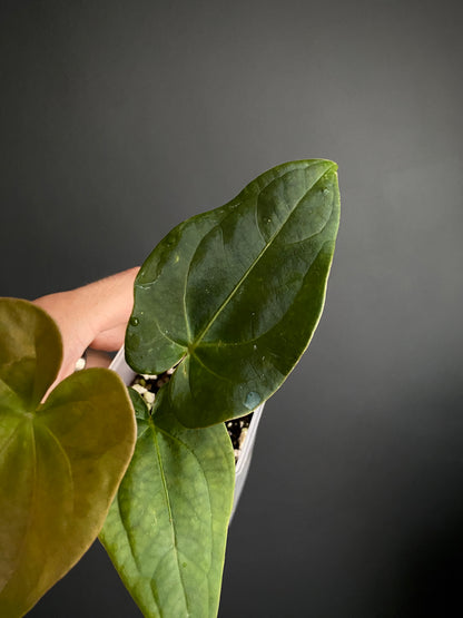 Anthurium (FTG x Fort Sherman) X (NoID Code Red x Papillilaminum A+) | 7 cm pot