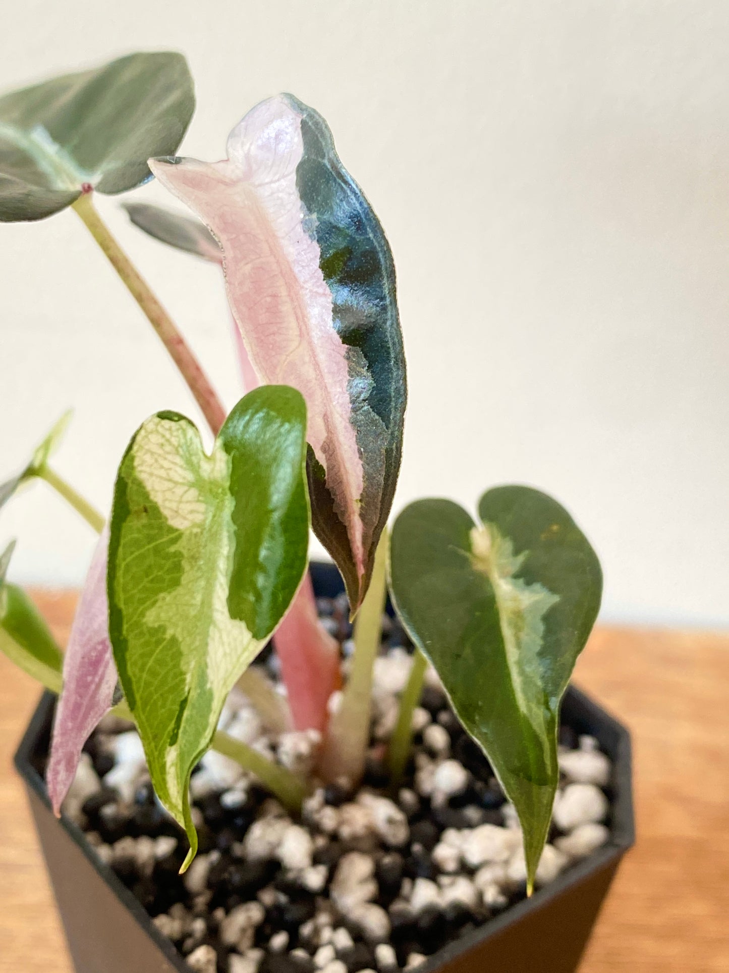Alocasia Bambino Lava variegated | 5 cm pot
