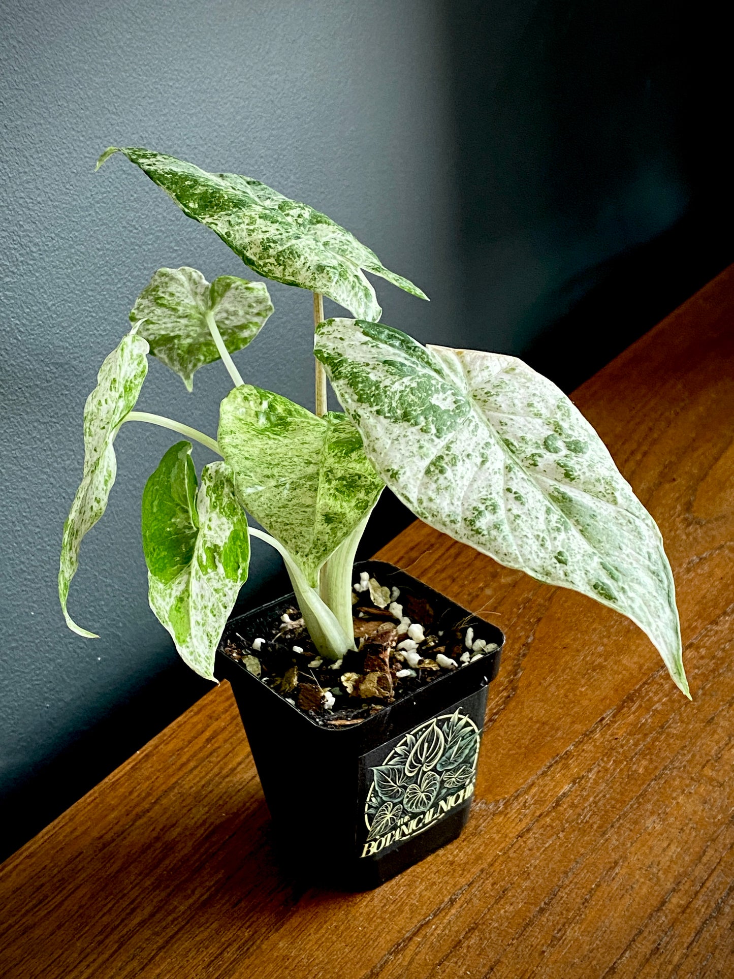 Alocasia Macrorrhizos Splash variegated | 7 cm pot