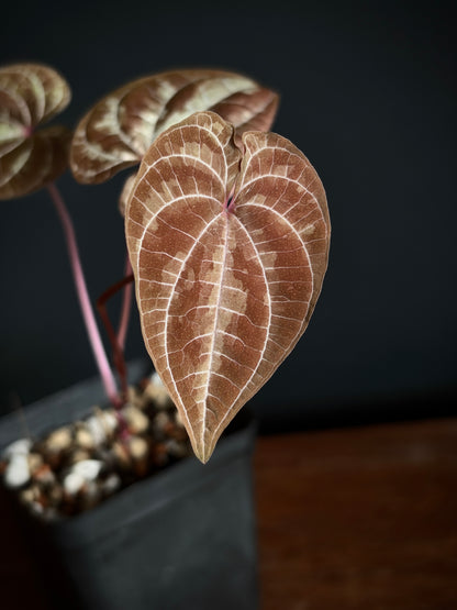 Dioscorea Discolor | 6 cm pot [A]