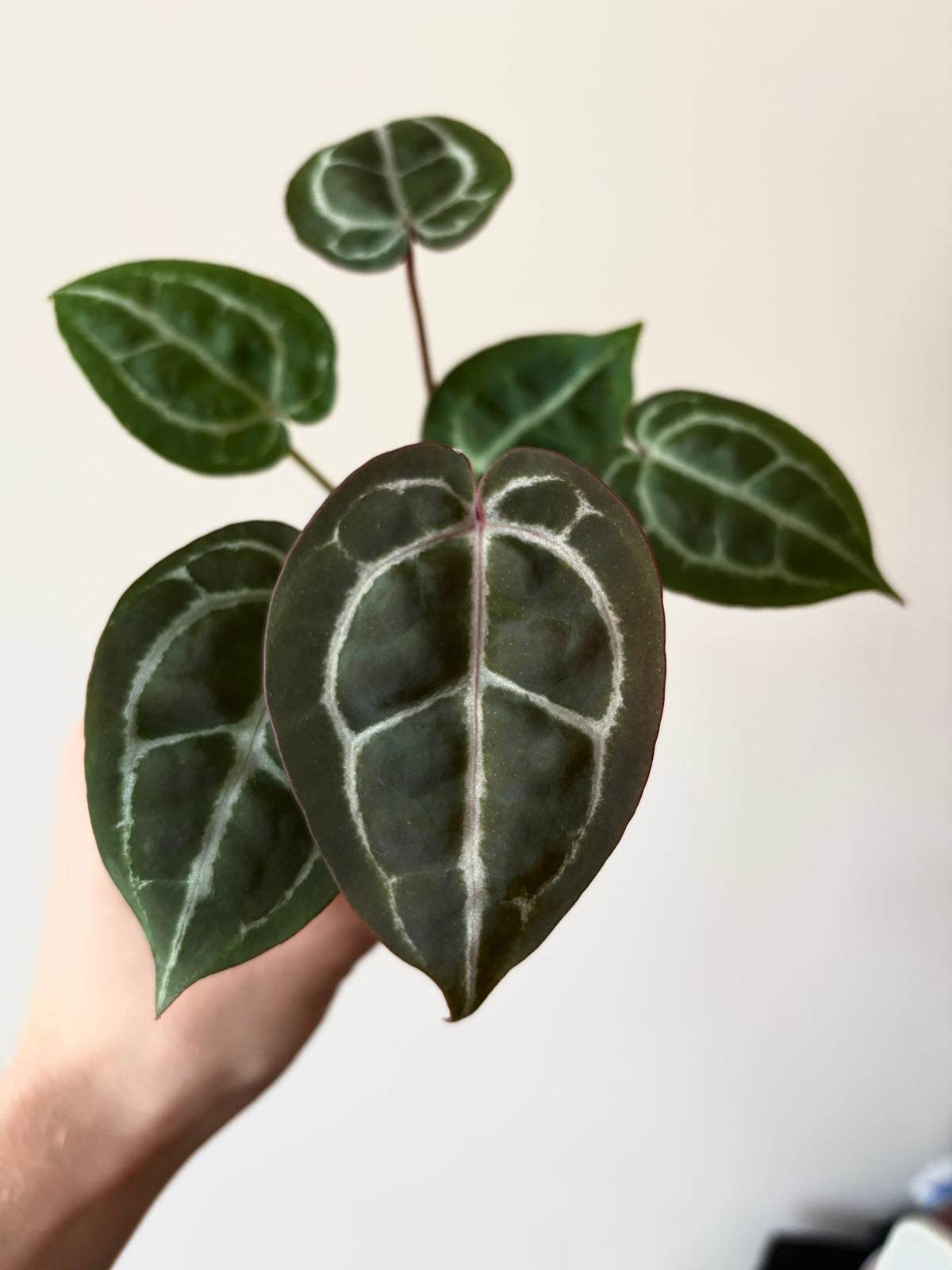 Anthurium Red Crystallinum | 7 cm pot