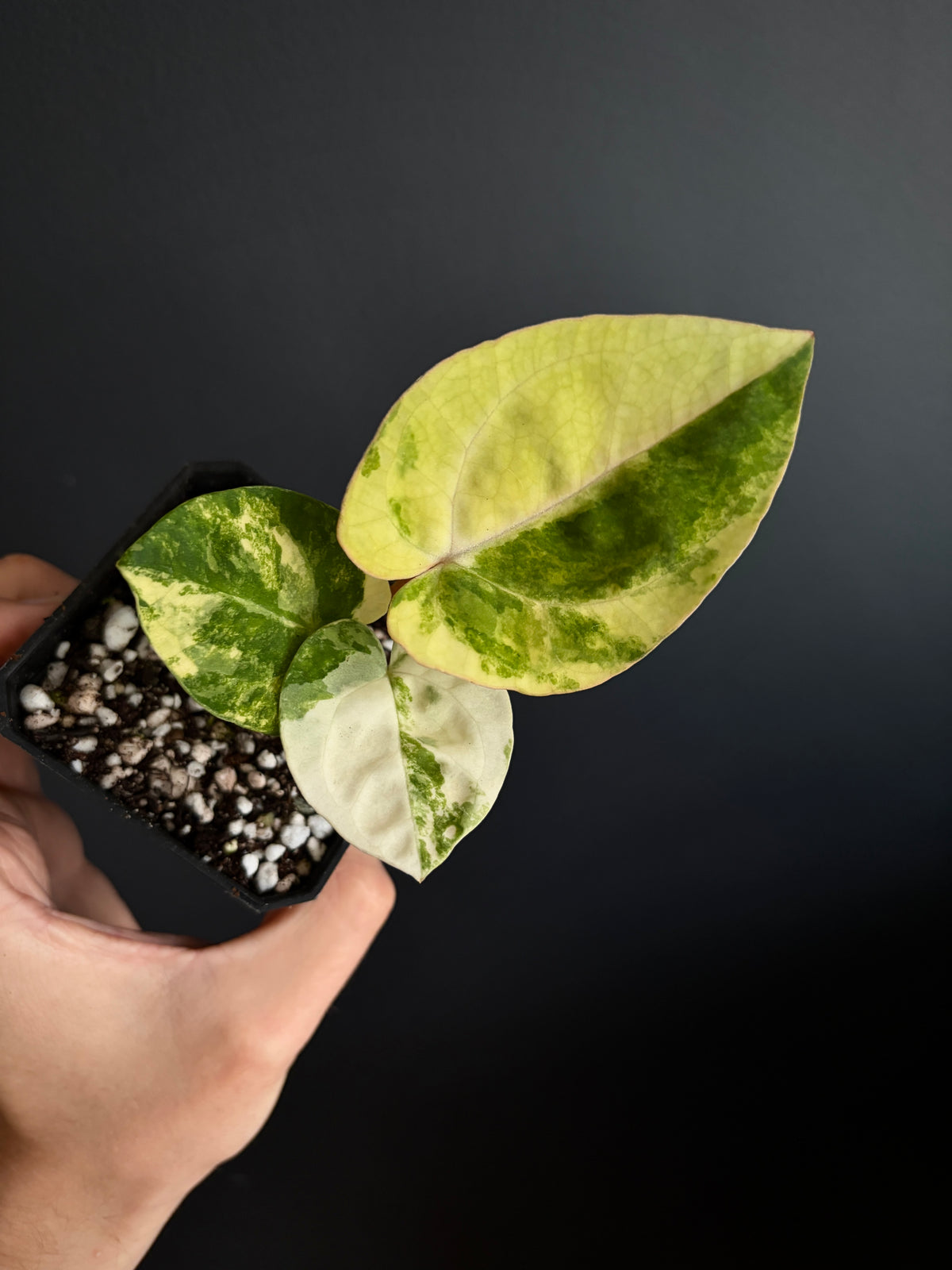Anthurium Papillilaminum Hb variegated X Carlablackiae | 7 cm pot [clone]