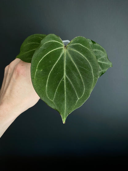 Anthurium King of Spades (KOS/HU) | 7 cm pot [B]