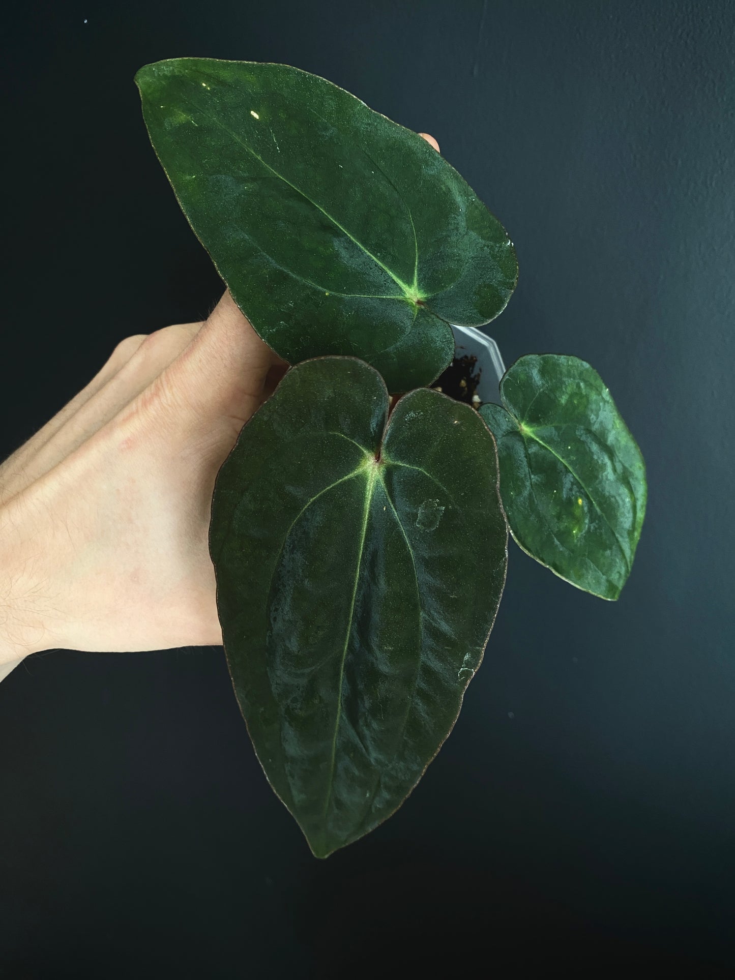 Anthurium (DressCarla x BVEP) X (Carlablackiae x Papillilaminum) | 7 cm pot [A]